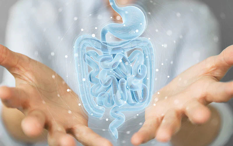 Probiotics and prebiotics: how can they help you during menopause?